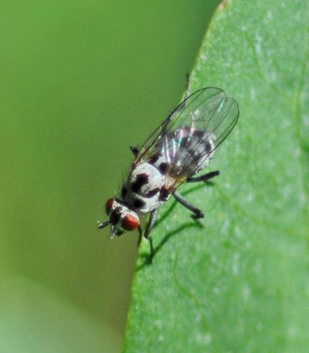 Réf. 316 406 : Anthomyia pluvialis